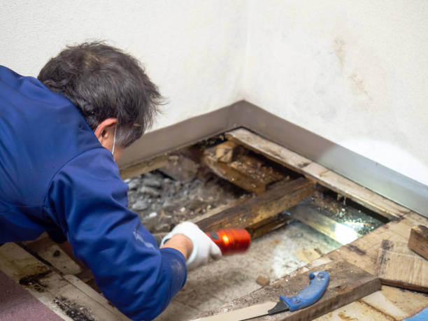 Best Industrial Mold Remediation in Romulus, MI