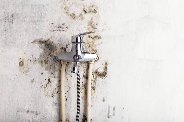 Best White Mold Remediation in Romulus, MI