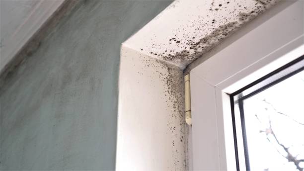 Best Residential Mold Remediation in Romulus, MI