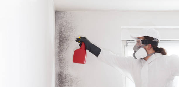 Best Mold Remediation for Schools in Romulus, MI