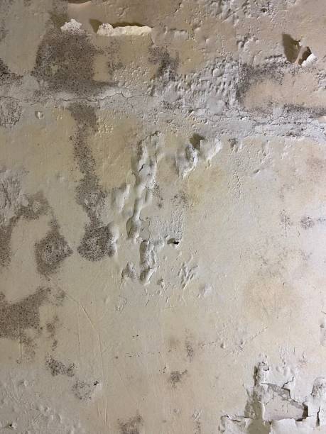 Best Emergency Mold Remediation in Romulus, MI