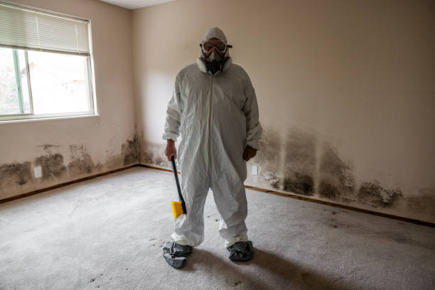 Best Commercial Mold Remediation in Romulus, MI