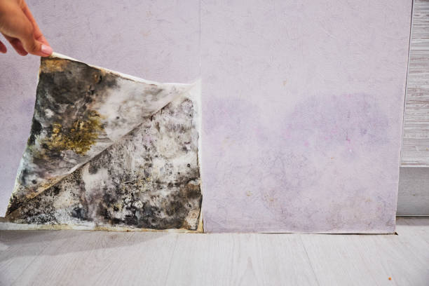 Best Bathroom Mold Remediation in Romulus, MI